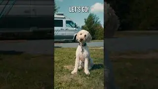 Ready for a pet friendly day in Acadia National Park? #minipoodle #dog #dogfriendly