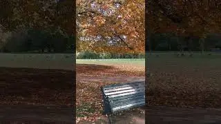 trees in London are changing colours #autumn #london