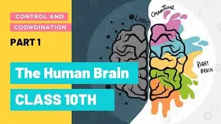Human Brain And Its Regions | Class 10 Biology Chapter 7 | All in one shot | EduTube