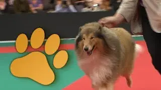 Amsterdam Winner 2013 Group 1, Sheepdogs and Cattle Dogs
