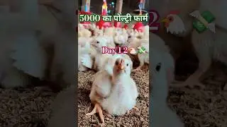 #5000 #birds #poultry #farming #cost #and #profit #murgipaln #business 🐔💸