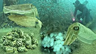 Woa Phát Hiện Ổ Ốc Hương Mực Nang Cá Chình Ở Điểm Chà Dưới Hụt Nước Sâu | P 860