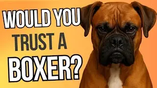 Is the Boxer a Good Guard Dog? 10 Truths You NEED to Know!
