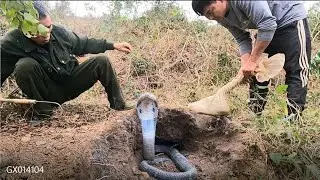 suffocated and captured 3 ferocious king cobras on the mountainside.