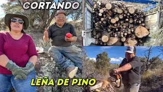 Cortando Le&ntilde;a En La Sierra! Incre&iacute;ble Corte De Le&ntilde;a De Pino!🪵🌿🔥🪚