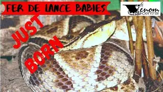 Fer de Lance babies just born | Bothrops Moojeni babies