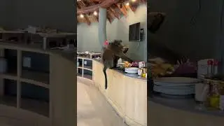 Baboon joins breakfast in Cape Town, South Africa