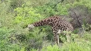 #wildlife#krugernationalpark#giraffeeating#viralvideo#southafrica