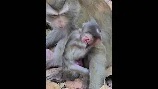 06-17-25 Monkey Discovery 012 #monkey #abandoned #poormonkey #macaque #newbornmonkey #babymonkey