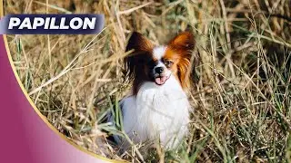 Papillon Dogs 🐶 Intelligent And Well Behaved Dog!