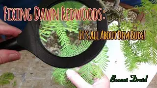 Bonsai Druid Ep 49 ...Fixing Dawn Redwoods: It's All About Dem Buds!