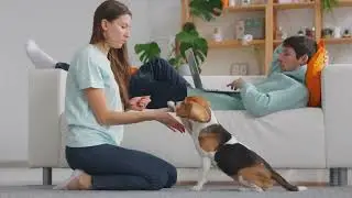 Puppy Training 101  The 7 Commands Every Puppy Should Learn