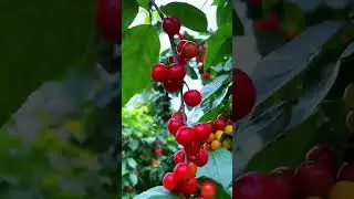 обожаю
