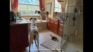 Polite Great Dane House Guest's First Look At Two Laid Back Cats