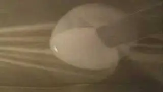 Narguila Master