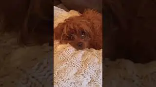 😂😂 #cute #funny #cavapoo
