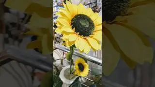 Beautiful flowers 🌻#oneplaneto #flowers #beauty #garden #nature #yt #shorts