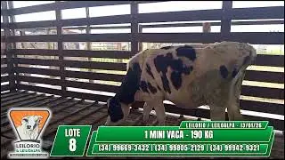 LOTE 8   1 MINI VACA   190 KG - LEIL&Atilde;O GADO MISTO - LEILORIO & LEILOALPA - 13/01/2026