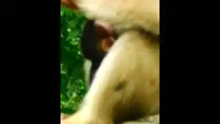 Baby Monkey Brady & Mom Rose 18