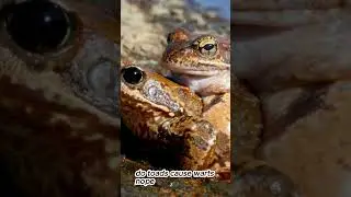🐸 Toad Tales: Fascinating Facts About These Bumpy Amphibians #pets #Toads