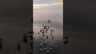 Happy Birds with nature | Essence of Relaxation 51