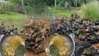 Mixing feed grinding feed and trimming chicken beaks to help them chew together and eat food easily.