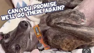 Our Greyhound's Dream Day of Double Delights!