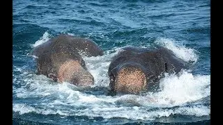 Sri Lankan Navy saves two Elephants washed out to Sea