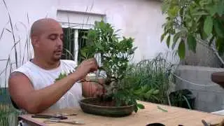 Un banyan para Vicente