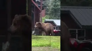 That&rsquo;s a BIG Grizzly 👀 #animals #wilderness #nature #wildanimals #wildlife #bear #survival #grizzly