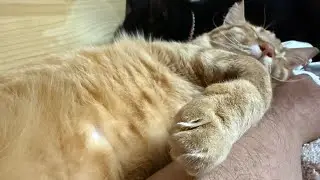 猫猫団😺ライブ配信！