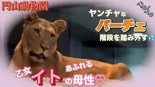 【パーチェ】が階段を踏み外した瞬間💦乙女【イト】の眼差しが母性に変わった❣️