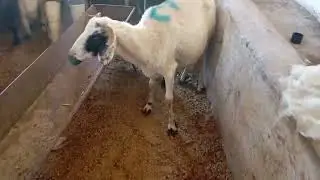 Arafe G&uuml;n&uuml; Kurbanlık Bakmaya Gidiyoruz