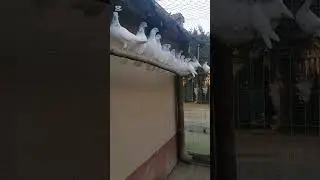 Moje budapeszty siwe 