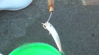 簡単にヒットした小魚を針から外す『針はずし』サビキ釣り便利グッズ　和歌山釣太郎