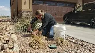 How to Clean Up Your Red Hot Pokers for Spring