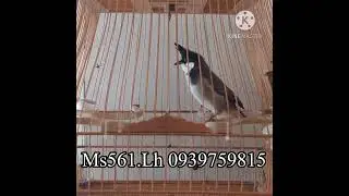 Ms561 Chim m&ugrave;a 3 m&agrave;o t&ecirc; hầu b&ograve; nết đ&aacute;nh tốt găm d&iacute; chim lực bền. H&agrave;ng chất lượng cho Ae về chơi. Lh