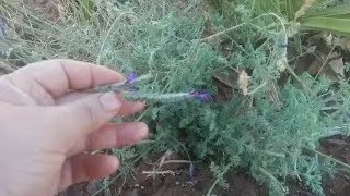 بدانا بكحله الحمير  جني الاعشاب البريه تعرفو على الخراطه واكثر من 10 اعشاب وفي ماذا نستعملها