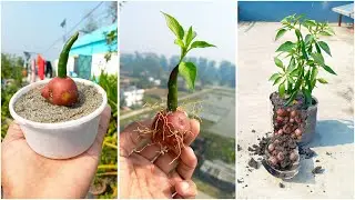 Growing chili & potato plant together at same pot | Save place method in video
