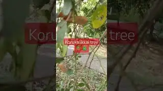 Manilla tamarind, madras thorn, Korukalikkai fruit tree 🌿🌴