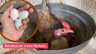 Recolhendo os ovos + vendas de ovos férteis | Mini Garnizé
