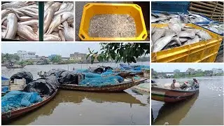Visit To Famous Paradeep Fish🐟🐠 Market And Fish Price🤑 সব থেকে বড় মাছের আড়ত?😯