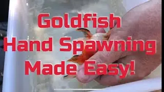 How to hand spawn your goldfish