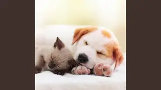 ASMR Rain Unfolds Pet's Serenity