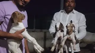 Samruddhi Boer Goat Farm Paltan Maharashtra Full Documentary Night View.