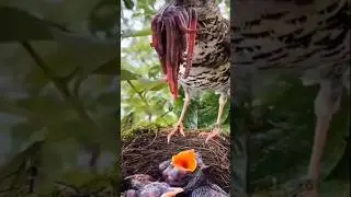 #vidioprank #duet #crocodile #prank #funny #crocodilian #animals #crocodille #prankonline #wildlife