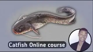 Free Catfish Online course: part 1 || catfish farming in Nigeria