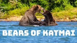 Bears of Katmai National Park: A photo slideshow from Alaska