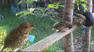 Song Thrush Fledgling