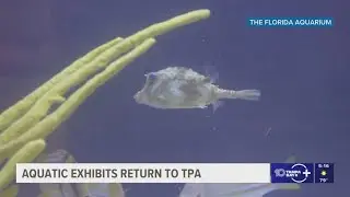 The Aquatic Exhibits are back at Tampa International Airport